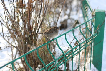 sparrow 