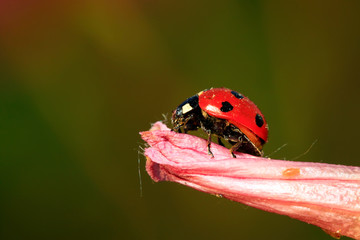 lady beetle eat aphids on the flowers