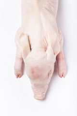 Raw suckling pig on a light background