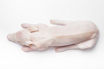 Raw suckling pig on a light background