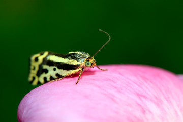 Emmelia trabealis on petals