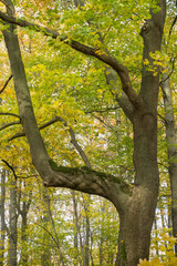 Gelb verfärbtes Herbstlaub