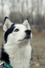 husky head portrait