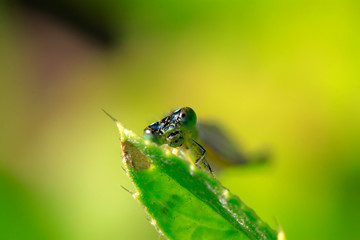 damselflies