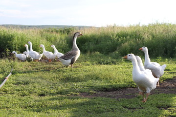 goose graze on the grass