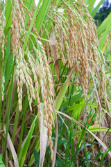 grass in field