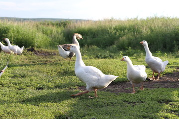 geese on the grass