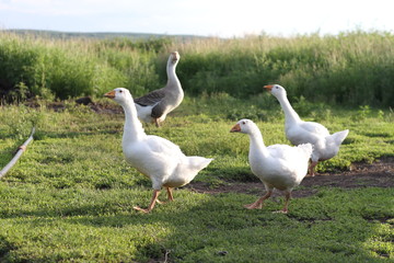 geese graze on the grass