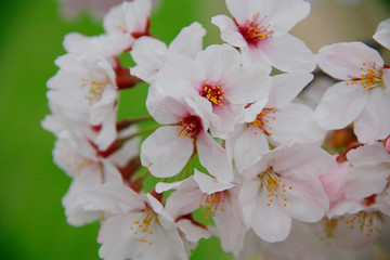 春と桜と田んぼ