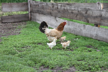 chicken with chickens