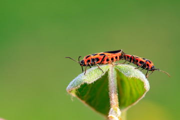 lygaeidae insect mating on green leaves