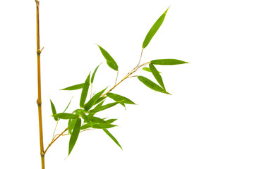 green leaves of bamboo and branch diagonally on white background