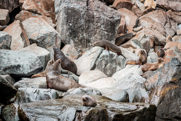 sea lions on cliffs of the tasman peninsula on tasmania island, amazing coastline the highest rock cliffs in australia and the southern hemisphere , spectacular boat cruise on the rough atlantic ocean