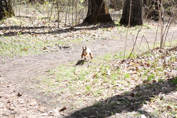 squirrel in forest jump