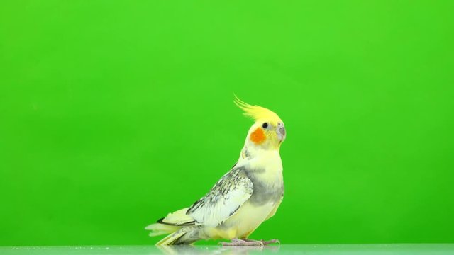 Corella parrot isolated on green screen