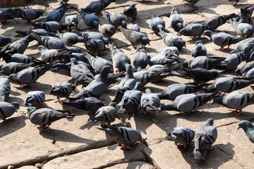 Flock of birds on the ground.