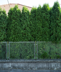 fence and hedge