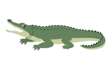 Friendly cute green alligator, funny wild animal, cartoon crocodiles, vector illustration isolated on white background