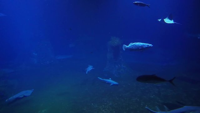 Underwater life in ocean or see showing how sharks stingrays and smaller fish behave themself in natural inviroment. Dark blue water