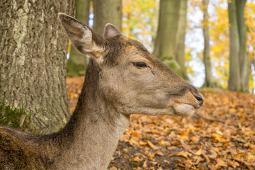 Damhirsch im Herbstwald