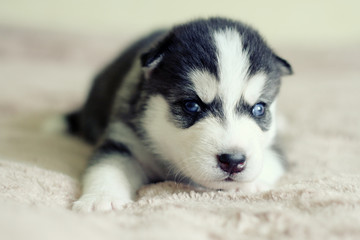 newborn husky puppy with different eye color © epovdima