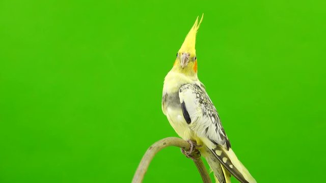 Corella parrot isolated on green screen