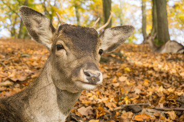 Damhirsch im Herbstwald