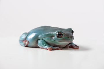 Green tree frog, White's tree frog, or dumpy tree frog (Litoria caerulea) climbing on a white background