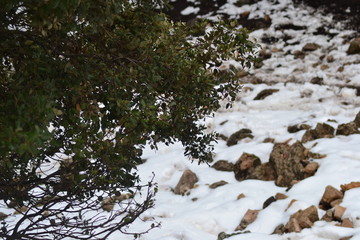 A cold beautiful snowy day in michlifen in winter