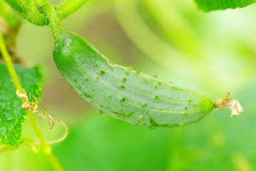 Juicy fresh cucumber close-up macro on a background of leaves