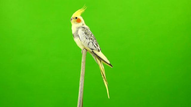 Corella parrot isolated on green screen