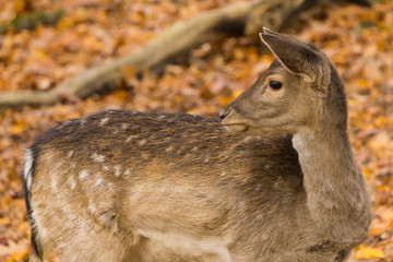 Junger Damhirsch im Herbstwald
