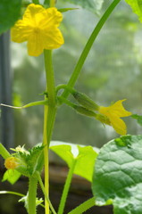 Ovaries of cucumbers with flowers in a polycarbonate greenhouse