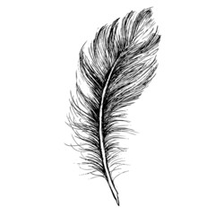 Obraz premium Feather Pattern hand drawn