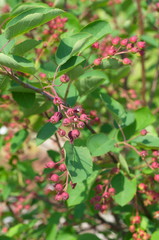 Branches of tree Serviceberry (Amelanchier canadensis) with ripening berries