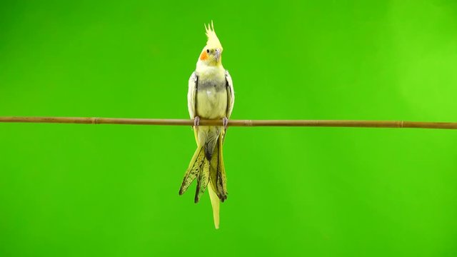 Corella parrot isolated on green screen