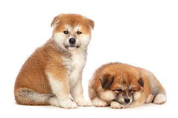Akita Inu puppy dog on white background