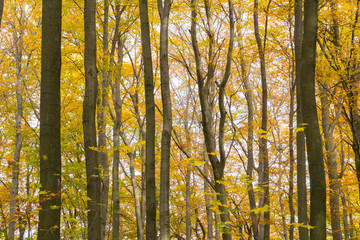 Gelb verfärbtes Herbstlaub