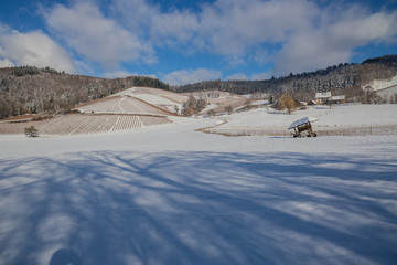 Weinberge Reben im Winter