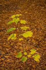 Gelb verfärbtes Herbstlaub