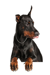 Doberman isolated on white background