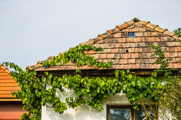 roof of an old house with grape creeper
