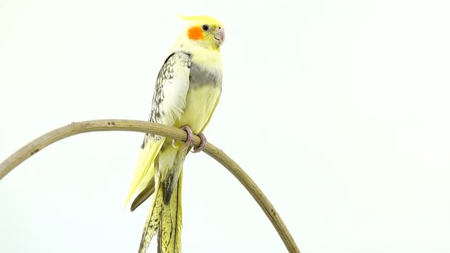parrot corella isolated on white screen