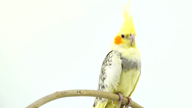 parrot corella isolated on white screen