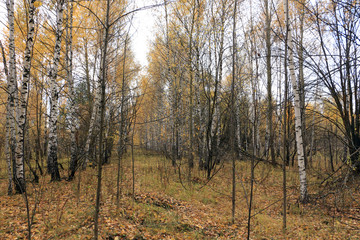 forest in autumn