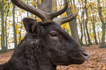 Damhirsch (Dama dama)