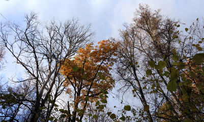 yellow tree in autumn