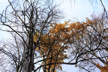 tree in autumn