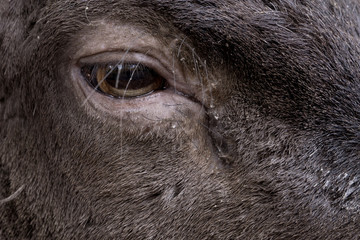 Auge und Wimpern eines Damirsches