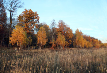 autumn landscape with trees and blue sky